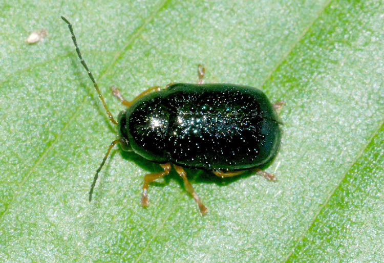 Cryptocephalus sp.